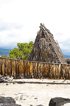 Tobacco leaves drying in front of a hut, Kona, Big Island, Hawaii Islands, USA