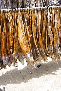 Tobacco leaves drying, Kona, Big Island, Hawaii Islands, USA