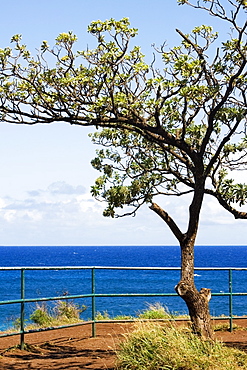 Tree on the beach, Hookipa Beach, Maui, Hawaii Islands, USA