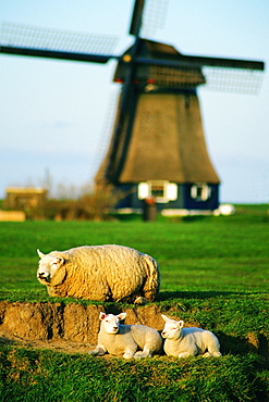 Three sheep on a field, Petten, Netherlands