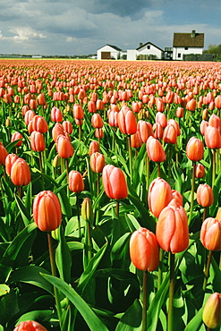 Field of pink tulip flowers, Sassenheim, Netherlands