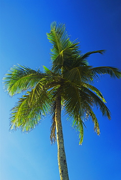 Low angle view of a palm tree, Providencia, san Andres Providencia y Santa Catalina, San Andres y Providencia Department, Colombia