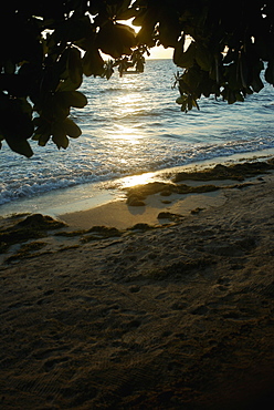 Branches of a tree overlooking the beach, South West Bay, Providencia, Providencia y Santa Catalina, San Andres y Providencia Department, Colombia