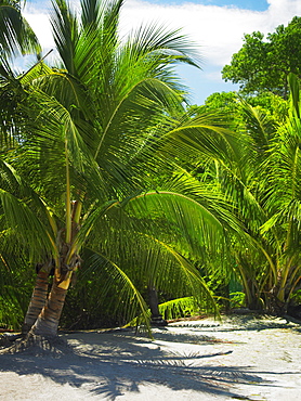 Palm trees on the beach, South West Bay, Providencia, Providencia y Santa Catalina, San Andres y Providencia Department, Colombia