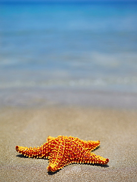 Close-up of a Cushion Starfish (Oreaster reticulatus) on the beach, Providencia, Providencia y Santa Catalina, San Andres y Providencia Department, Colombia