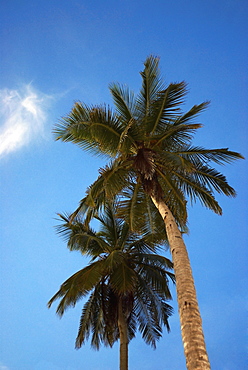 Low angle view of palm trees, South West Bay, Providencia, Providencia y Santa Catalina, San Andres y Providencia Department, Colombia