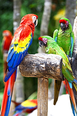 Close-up of three parrots, Cancun, Mexico