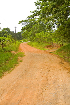 Dirt road passing through a forest, Camp Bay, Roatan, Bay Islands, Honduras