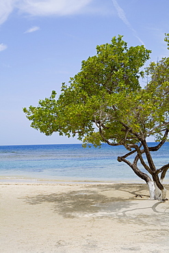 Tree on the beach, Las Palmas Resort, Roatan, Bay Islands, Honduras