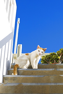 Low angle view of a cat on steps, Greece