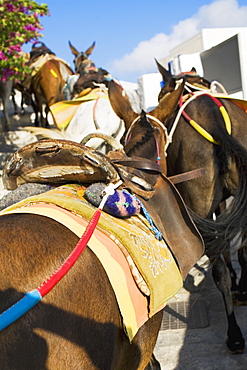 Close-up of a horse with saddle, Greece