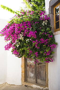 Bougainvillea flowers in front of a door, Patmos, Dodecanese Islands, Greece