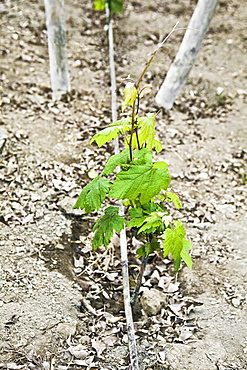 Grape vine in a field, Ica, Ica Region, Peru