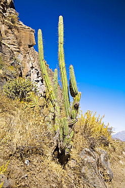 Cactus plant on a cliff, Colca Canyon, Peru