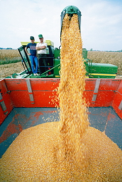 Men oversee corn moving from combine to wagon, Ohio 