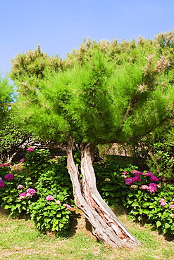 Trees and plants in a garden, Biarritz, Basque Country, Pyrenees-Atlantiques, Aquitaine, France