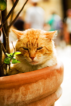 Portrait of a cat sitting in a potted plant, Via Colombo, RioMaggiore, Cinque Terre, La Spezia, Genoa, Liguria, Italy