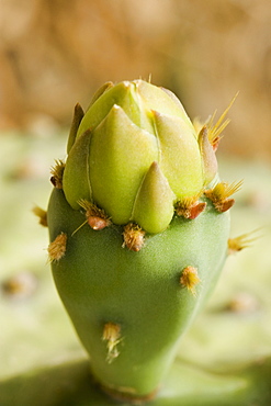 Close-up of cactus, Cinque Terre National Park, La Spezia, Liguria, Italy