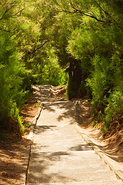 Trees at the both sides of a staircase, Biarritz, Basque Country, Pyrenees-Atlantiques, Aquitaine, France