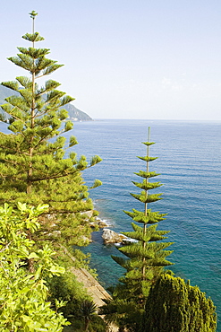 Trees at the seaside, Italian Riviera, Mar Ligure, Genoa, Liguria, Italy