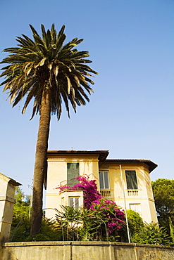 Low angle view of trees in front of a building, Italian Riviera, Santa Margherita Ligure, Genoa, Liguria, Italy