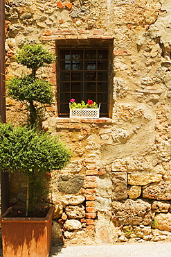 Flowers in a window box on a window sill, Monteriggioni, Siena Province, Tuscany, Italy