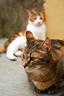 Close-up of a cat, Cinque Terre National Park, Vernazza, La Spezia, Liguria, Italy