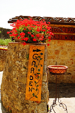 Flowers in a garden, Monteriggioni, Siena Province, Tuscany, Italy