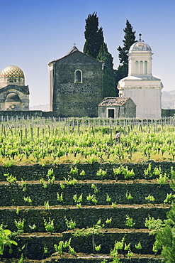 Vineyard in front of a church, Sicily, Italy