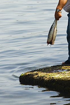 Low section view of a person holding a fish, Marina Grande, Capri, Sorrento, Naples Province, Campania, Italy