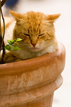 Close-up of a cat sleeping in a potted plant, Vernazza, La Spezia, Liguria, Italy