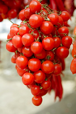 Close-up of tomatoes hanging at a market stall, Sorrento, Sorrentine Peninsula, Naples Province, Campania, Italy