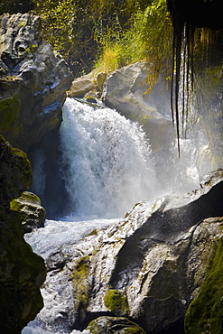 Waterfall in a forest, Puente De Dios, San Luis Potosi, Mexico