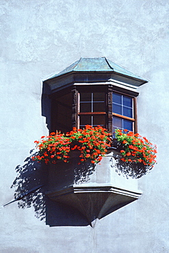 Low angle view of flowers in a window box, Hall, Austria