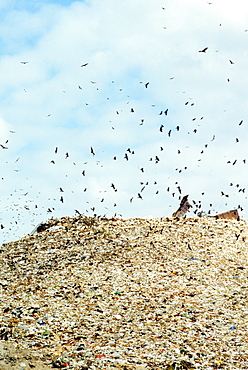 Low angle view of birds flying over a garbage heap