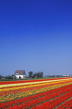 High angle view of flowers in a field