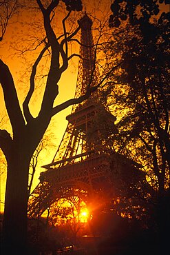 Silhouette of trees in front of a tower, Eiffel Tower, Paris, France