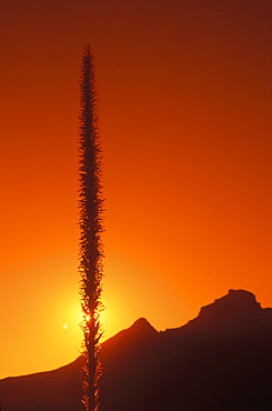 Silhouette of a plant at sunset, Texas, USA