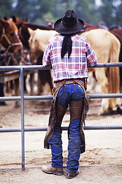 Rear view of a cowboy leaning against a railing