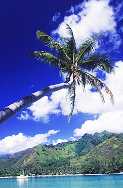 Coconut palm tree leaning over the sea, Hawaii, USA