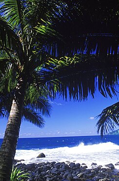 Close-up of a coconut palm tree on the beach, Hawaii, USA