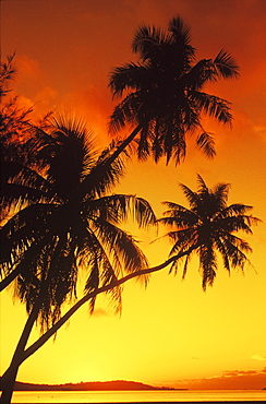 Silhouette of a coconut palm tree at dusk, Hawaii, USA