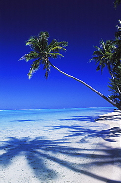 Coconut palm tree on the beach, Hawaii, USA