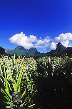 Pineapple growing in a field, Hawaii, USA