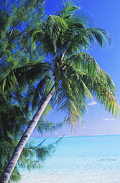 Close-up of a coconut palm tree, Hawaii, USA