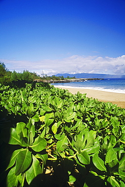 Plants growing along the beach, Hawaii, USA