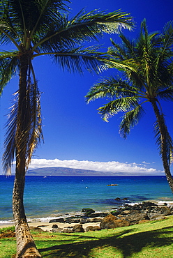 Low angle view of two palm trees on the beach, Hawaii, USA