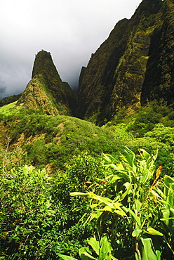 Lush foliage on the hillside, Hawaii, USA