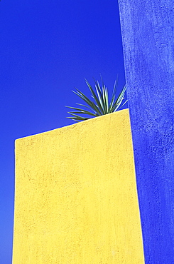 Low angle view of a cactus on the top of a building