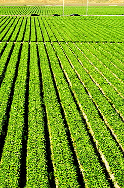 Truck garden crops in Southern California